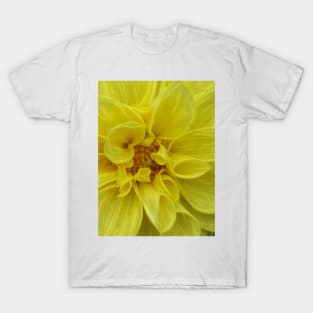 dahlia in full bloom and glowing bright yellow flower head in closeup T-Shirt